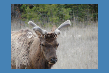 Jasper Wildlife - Bull Elk May 1st new rack growth