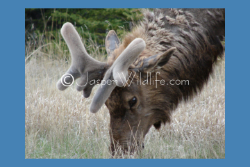 Jasper Wildlife - Bull Elk May 1st