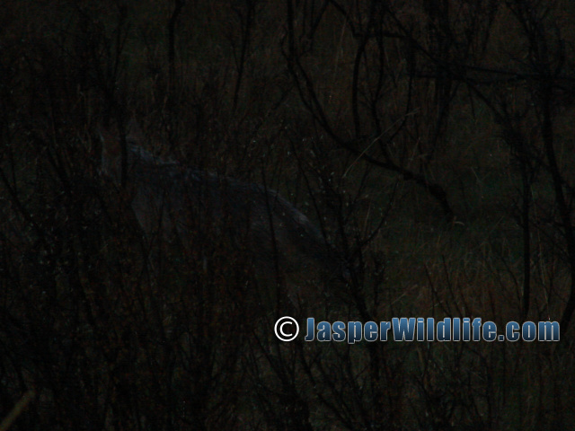 Jasper Wildlife - Coyote in the Dark of the Night