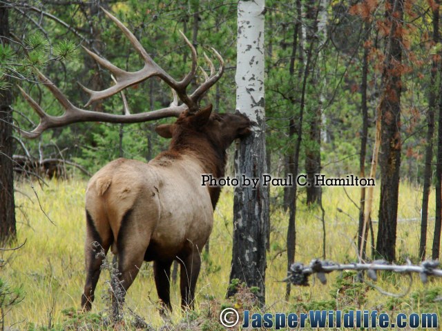 Jasper Wildlife - ELK 034 Inspecting Marked Tree