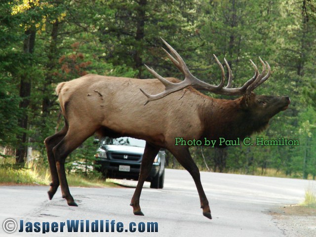 Jasper Wildlife ELK Bull Crosses Near Observers 140