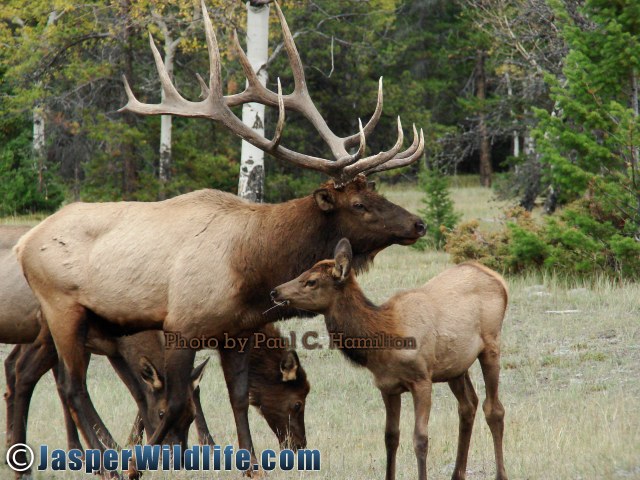 Jasper Wildlife ELK Bull Near Calf of The Year 231