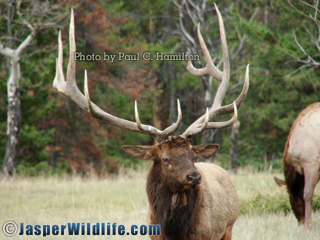 Jasper Wildlife Great ELK Bull Rack Width 212