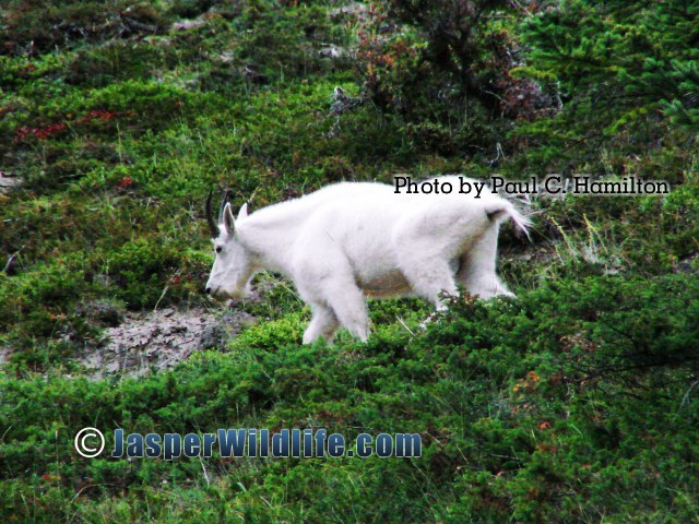 Jasper Wildlife Mountain Goat 008