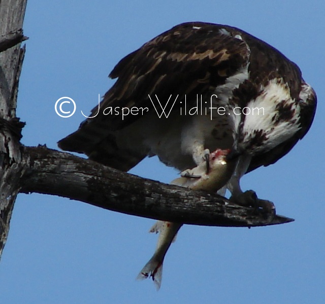 Jasper Wildlife - Osprey Eating Fish