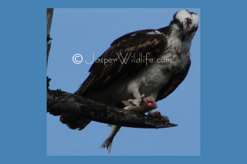 Jasper Wildlife Osprey Holding Fish