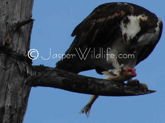 Jasper Wildlife - Osprey Observing Meal