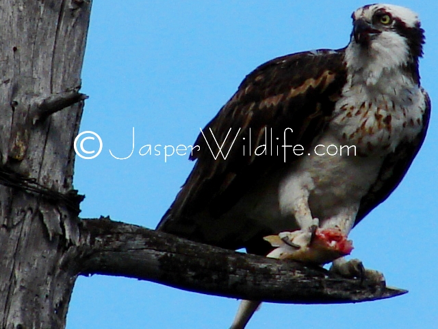 Jasper Wildlife - Osprey With Catch