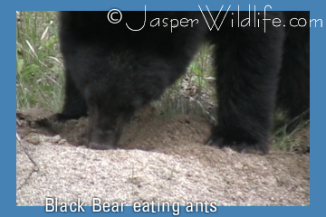 Black Bear eating ants