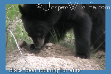 Black Bear looking for ants