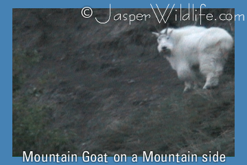 Mountain Goat on a Mountain Side