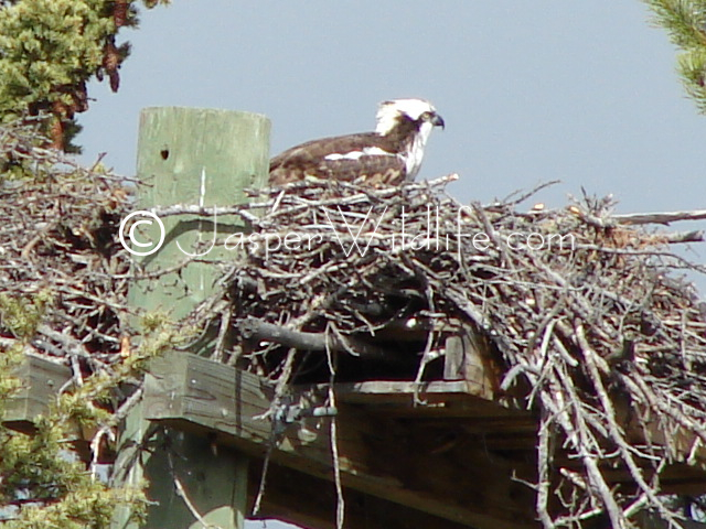 Jasper Wildlife Pics Osprey alone big