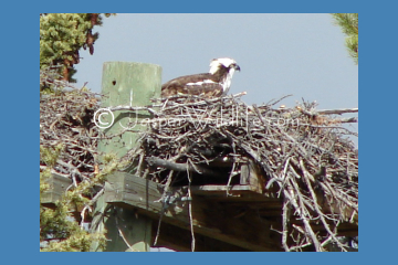 Jasper Wildlife Pics Osprey alone small