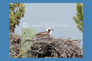 Jasper Wildlife Pics Osprey alone small2