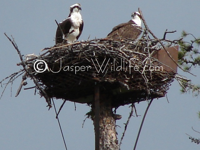 Jasper Wildlife Pics Osprey big