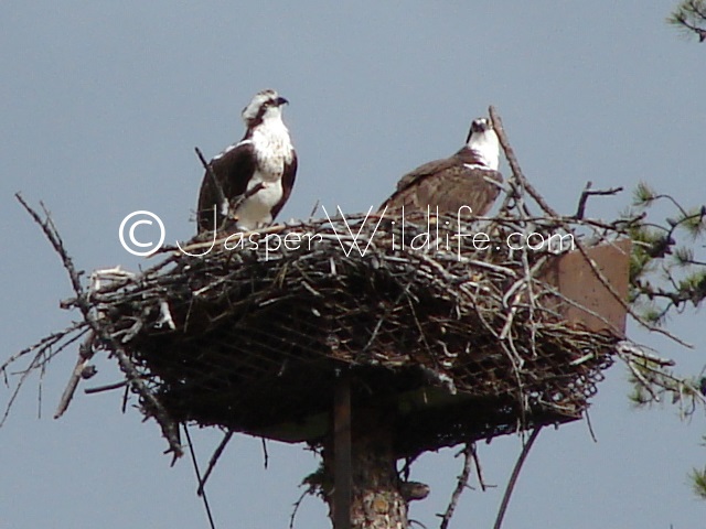 Jasper Wildlife Pics Osprey big2