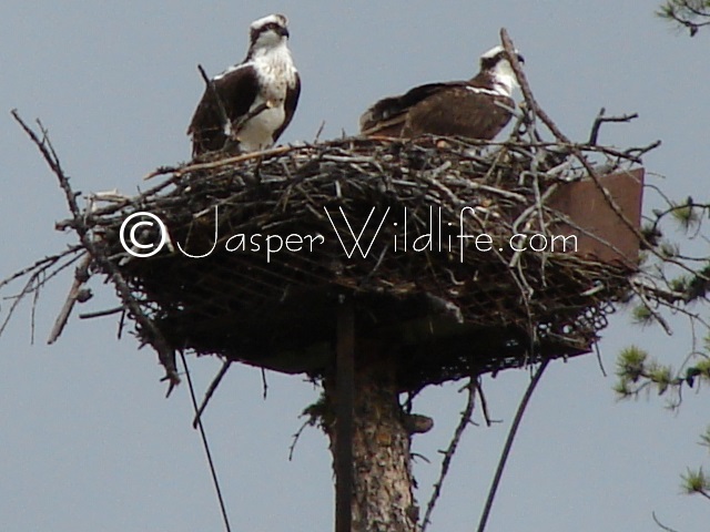 Jasper Wildlife Pics Osprey big3