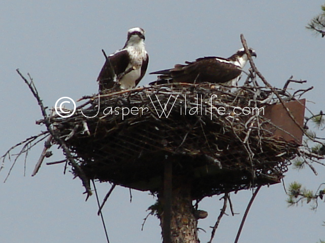 Jasper Wildlife Pics Osprey big4