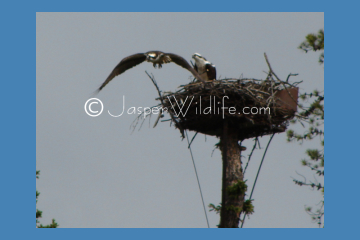 Jasper Wildlife Pics Osprey flying small