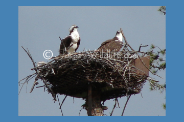 Jasper Wildlife Pics Osprey small2