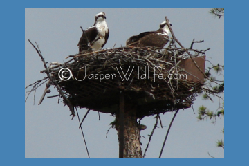 Jasper Wildlife Pics Osprey small3