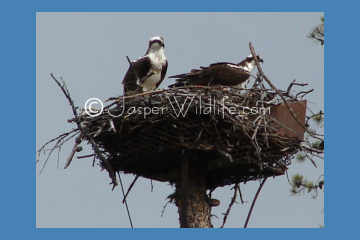 Jasper Wildlife Pics Osprey small4