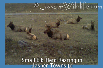 Elk Herd resting in Jasper Town site