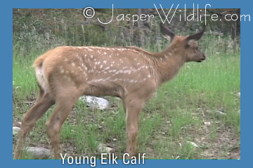 Young Elk Calf