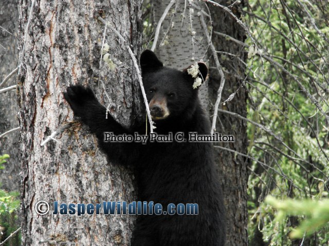 Jasper Wildlife - Sincere Tree Hugging Bear Cub 1265