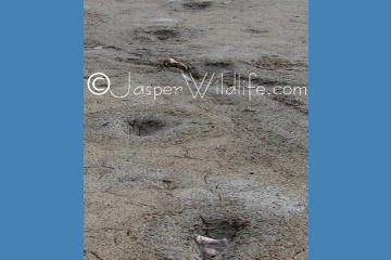 Jasper Wildlife - Tracks in Mud Spring 07