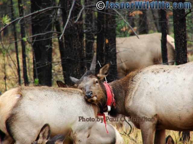 Jasper Wildlife Uncomfortable Elk Mother 092807 032