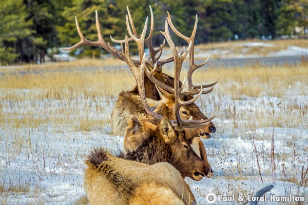3 Jasper Elk Bulls in 2018 - Wildlife