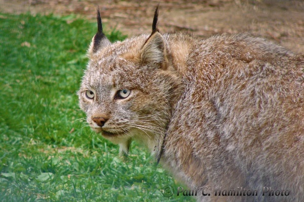 Lynx in Jasper, Alberta