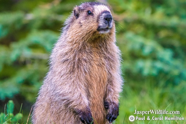 Marmot in Jasper, Alberta