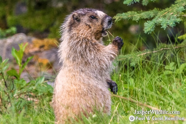 Jasper Marmot 2 - Wildlife in 2018