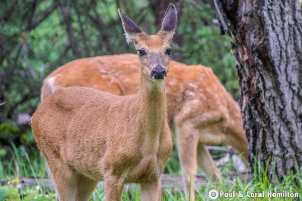 Whitetail Deer in Jasper, Alberta