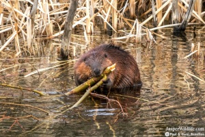 Beaver - Jasper Wildlife Tours