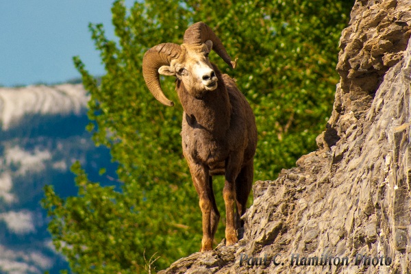 Bighorn Sheep - Jasper Wildlife Tours