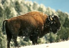 Bison Buffalo in Jasper, Alberta