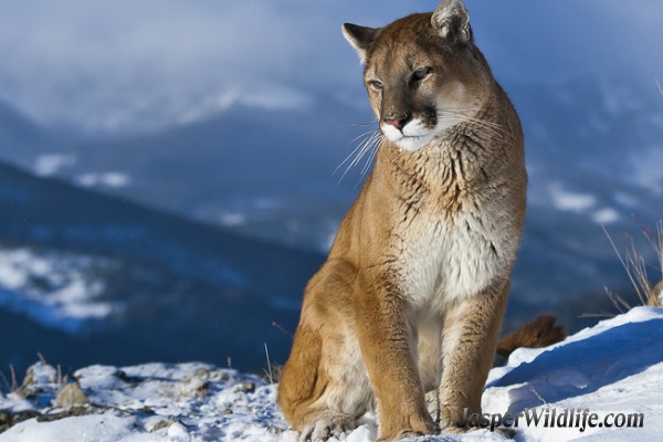 Cougar - Mountain Lion - Puma in Jasper, Alberta