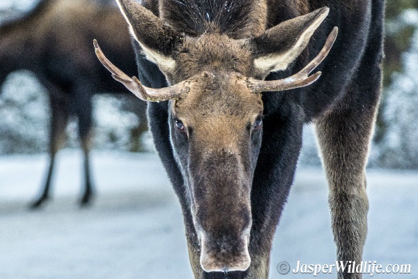Jasper Wildlife Moose Male - 2018