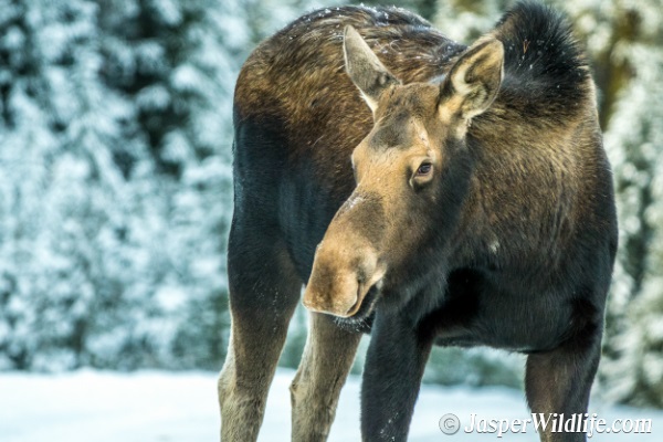Jasper Wildlife Moose Female - 2018