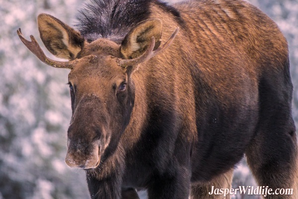 Jasper Wildlife Moose Male - 2018
