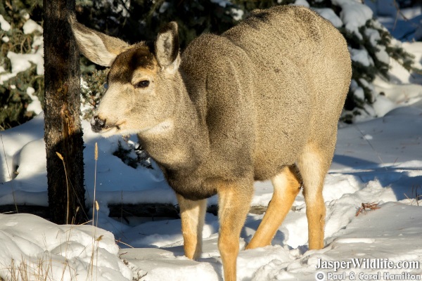 Mule Deer - Jasper, Alberta Wildlife Tours