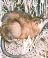 Muskrat - Jasper Wildlife Tours