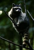 Raccoon in Jasper, Alberta Wildlife Tours