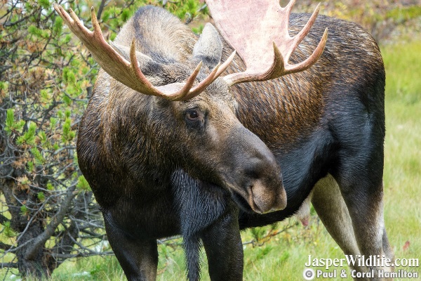 Bull Moose Sept 2018 Beginning of Rutting Season Jasper Wildlife Tours 2
