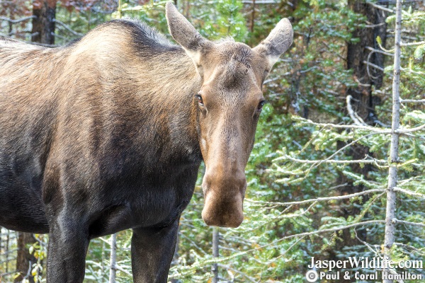 Moose Cow Sept 2018 Beginning of Rutting Season Jasper Wildlife Tours 4